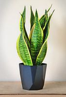 Sanseveria