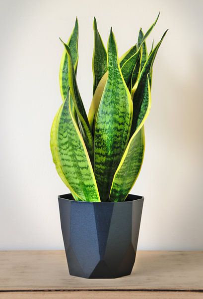 Sanseveria by Jerke Taeymans