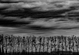 mistletoe  by Henk Speksnijder