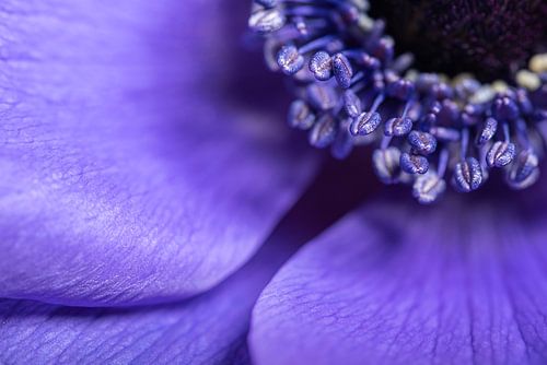 Een stukje van een Anemoon