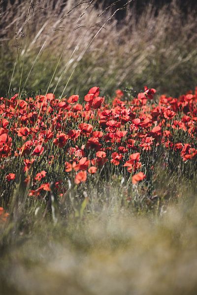 Bruisend klaprozenveld in Vlaanderen van Imladris Images