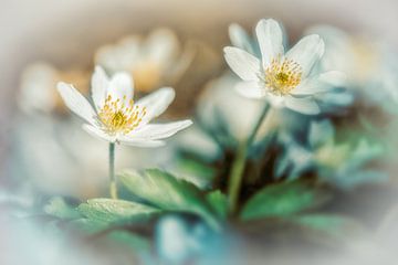 Wood anemone in the sunshine