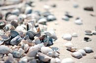 Schelpen op het strand van Wim van der Geest thumbnail