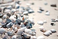 Shells on the beach