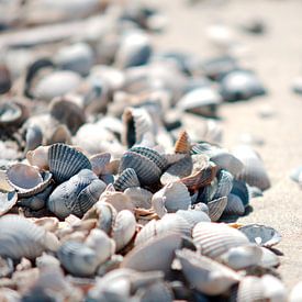 Shells on the beach by Wim van der Geest