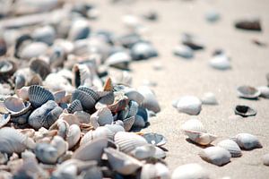 Des coquillages sur la plage