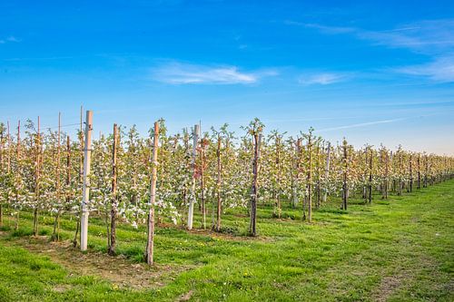 Appelbloesem in een boomgaard in de lente