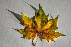 Feuille d'Automne sur une Table Blanc