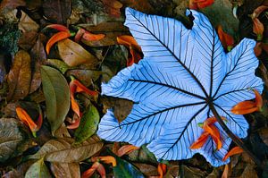 Feuille bleue au fond de la forêt tropicale, Mexique