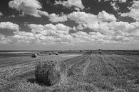 Hay bale in cornfield van Ilya Korzelius thumbnail