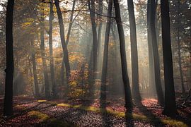 Sun harps in autumn by fotomeisjeuitbrabant