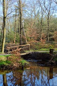 Bosbeek mit einer Brücke