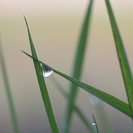 Goutte à goutte sur Peter Scheermeijer