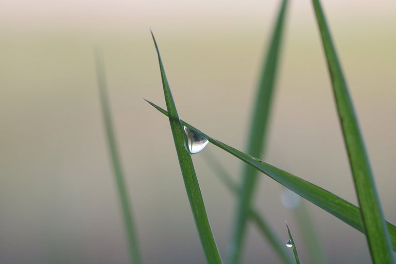 Drop by Peter Scheermeijer