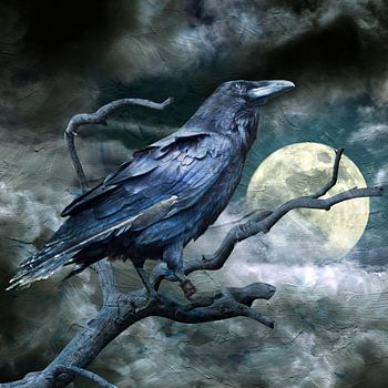 Rabenvogel - H. Fischer