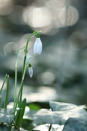 Schneeglöckchen im Wald