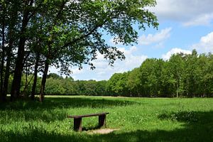 Eine Bank in der Nähe einer Wiese