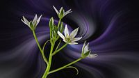 Ornithogalum umbellatum - called Star of Bethlehem against an abstract background