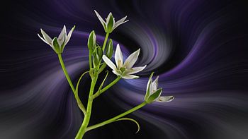 Ornithogalum umbellatum - genannt Stern von Bethlehem vor einem abstrakten Hintergrund