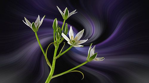Ornithogalum umbellatum - genannt Stern von Bethlehem vor einem abstrakten Hintergrund