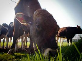 Gras, stier,koe by Wendy Bremmert