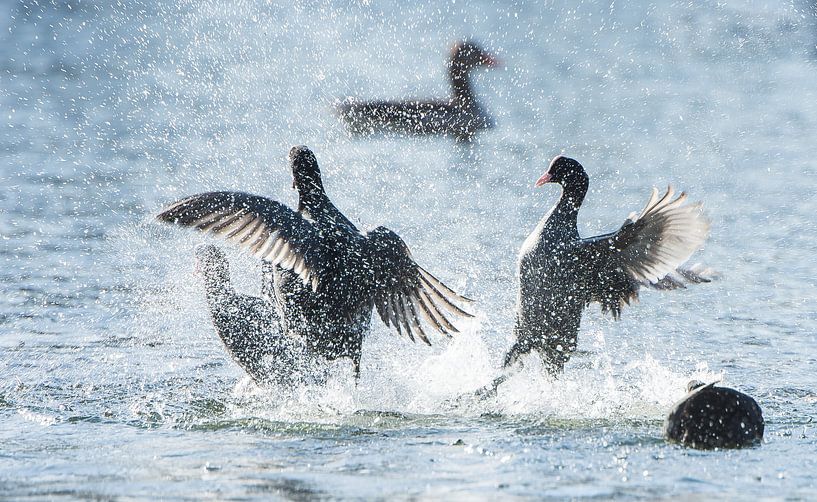 Coots in battle by Danny Slijfer Natuurfotografie