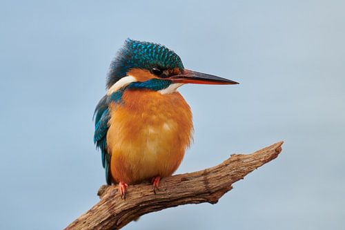 IJsvogel