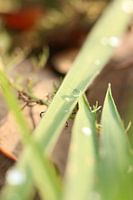 Goutte d'eau sur un brin d'herbe
