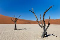 Dode bomen in de woestijn van Namibië