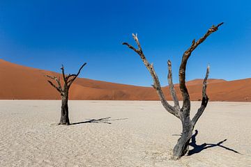 Dode bomen in de woestijn van Namibië van OCEANVOLTA