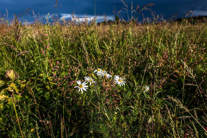 Wilde Gänseblümchen von Giel Ketting