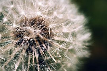 De paardenbloem van D.R.Fotografie