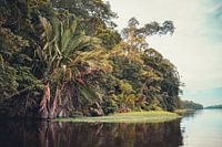 Oasis verte à Tortuguero