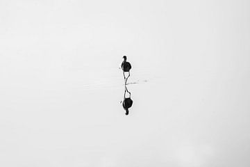 Minimalistische Vogelreflectie in Stil Water van Femke Ketelaar