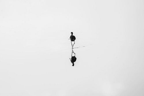 Minimalistische Vogelreflectie in Stil Water