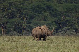 Rhinoceros by G. van Dijk