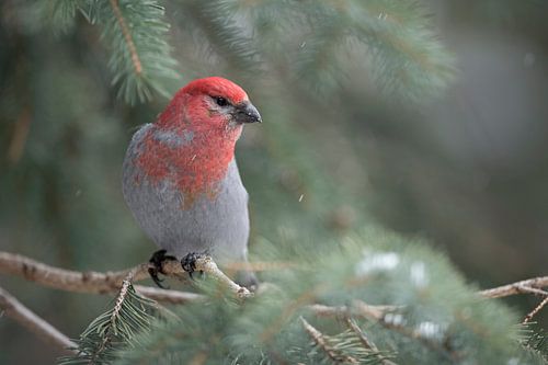 Hakengimpel ( Pinicola enucleator ) im Winter, frontal fotografierte Aufnahme eines männlichen Vogel