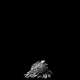 Marigold black and white still life by Su The Dreamoffice Director