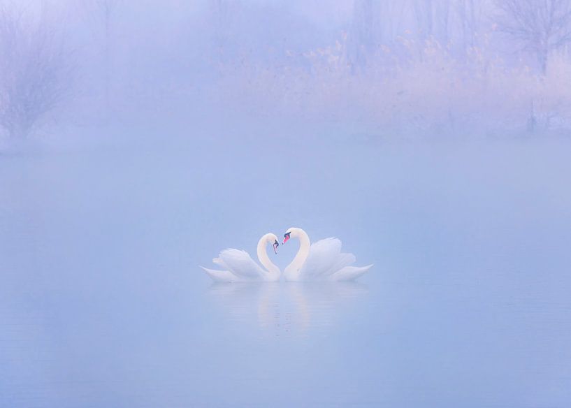 Falling in Love in the morning fog by Annie Poreider