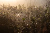 Spinnweben auf dem Heidefeld von Tania Perneel Miniaturansicht