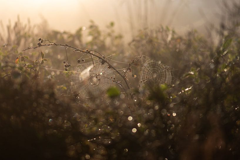 Spinnweben auf dem Heidefeld von Tania Perneel