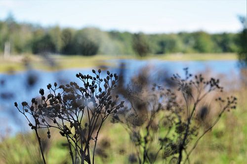Uitgebloeide Fluitenkruid in kleurenpallet van DoDiLa Foto's
