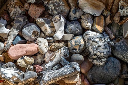 Strandgut. Baltic Sea. Fehmarn.