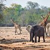 Olifant en giraffen in Zuid-Afrika van Wouter van der Ent
