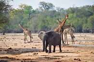 Olifant en giraffen in Zuid-Afrika van Wouter van der Ent thumbnail