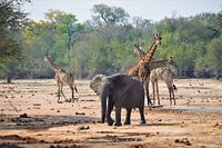 Olifant en giraffen in Zuid-Afrika
