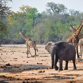 Elefanten und Giraffen in Südafrika von Wouter van der Ent