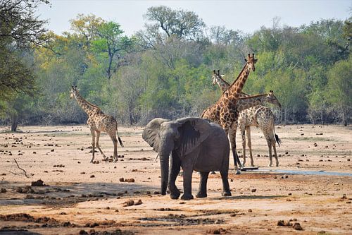 Eléphant et girafes en Afrique du Sud