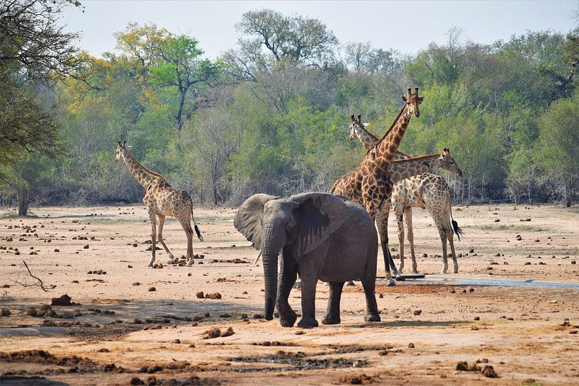 Olifant en giraffen in Zuid-Afrika van Wouter van der Ent