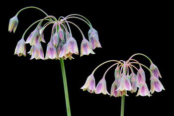 Allium Nectaroscordum Siculum (2)